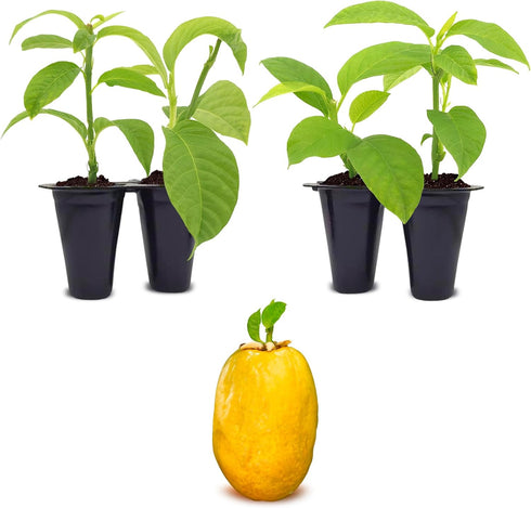 'Giant Granadilla' Passion Fruit Vines (4 Pack) Live Starter Plants for Planting,