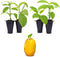 'Giant Granadilla' Passion Fruit Vines (4 Pack) Live Starter Plants for Planting,