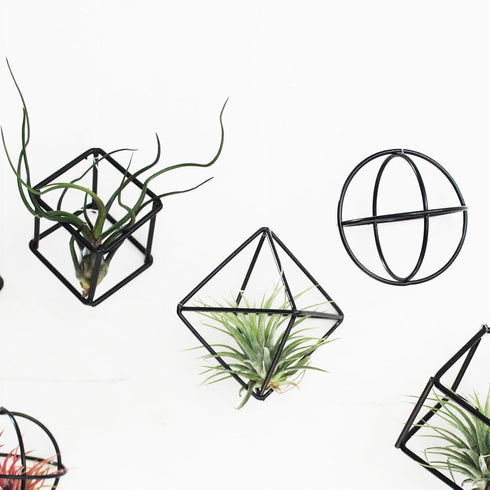 6 ZOOELAY Small Air Plant Holders Stand Black Airplants Rack Planters Metal Air Fern Plant Display Cage Geometric