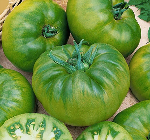 Cherokee Green Heirloom Tomato Seeds - Large Tomato - Most Delicious of