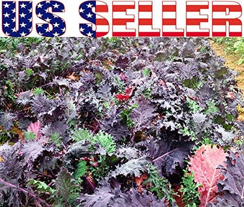 Harley Seeds 1000 Kale Mixed Seeds, This is a Mix Dwarf Blue Curled, Lacinato Dinosaur, Siberian Dwarf, Russian Red