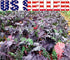 Harley Seeds 1000 Kale Mixed Seeds, This is a Mix Dwarf Blue Curled, Lacinato Dinosaur, Siberian Dwarf, Russian Red