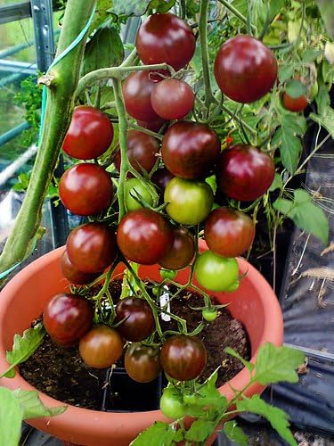 Harley Seeds 30+ Black Cherry Tomato Seeds, Heirloom Non-GMO, Low Acid, Indeterminate, Open-Pollinated, Sweet