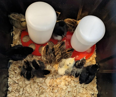 1-Quart Plastic Chicken Waterer and Chick Drinker | Durable Watering Container for Chickens, Ducks, Ducklings, Chicks