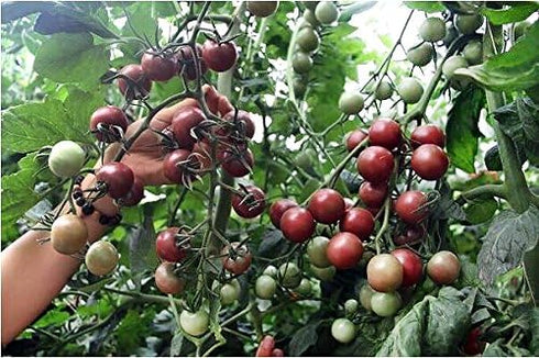 Harley Seeds 30+ Black Cherry Tomato Seeds, Heirloom Non-GMO, Low Acid, Indeterminate, Open-Pollinated, Sweet