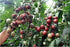Harley Seeds 30+ Black Cherry Tomato Seeds, Heirloom Non-GMO, Low Acid, Indeterminate, Open-Pollinated, Sweet