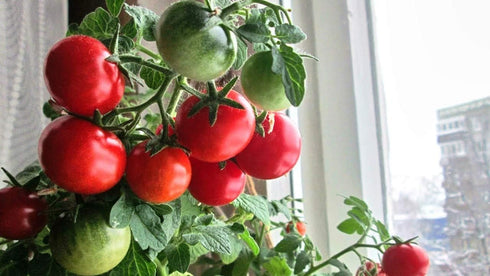 20 Dwarf Bush Cherry Tomatoes Seeds for Planting About Seeds Indoor Tomato