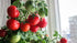 20 Dwarf Bush Cherry Tomatoes Seeds for Planting About Seeds Indoor Tomato