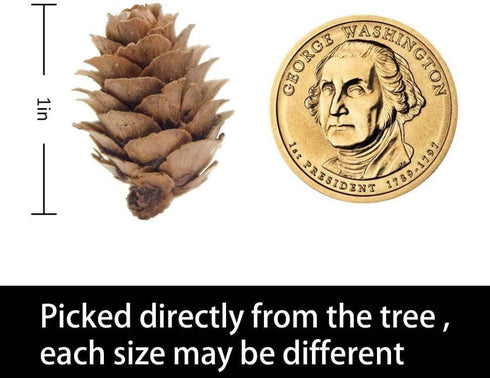 Deloky 150 Pcs Christmas Natural Mini Pine Cones - 2CM Small Pinecones for DIY Crafts, Home Decorations, Thanksgiving,