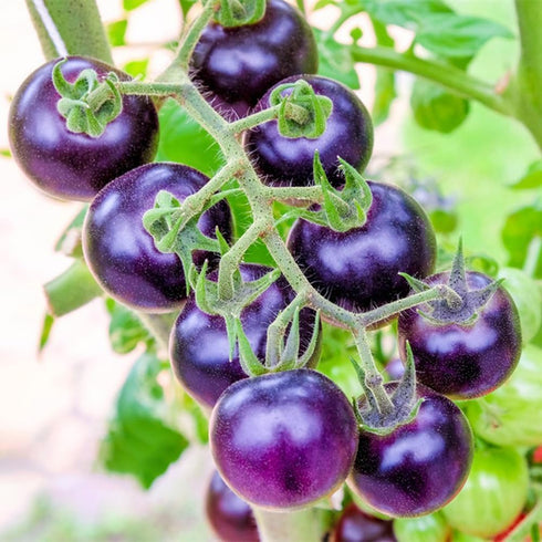 300+ Purple Tomato Seeds for Planting Outdoors Heirloom Non GMO-Plan Your Vegetable