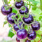 300+ Purple Tomato Seeds for Planting Outdoors Heirloom Non GMO-Plan Your Vegetable