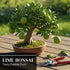 20+ Dwarf Lime Tree Seeds Healthy Seeds for Planting and Growing Citrus