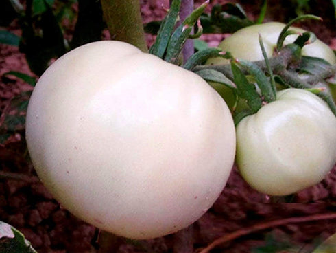 20 Seeds Giant White Tomato Great White Seeds for Planting