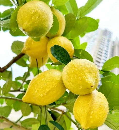 BULBORIUM 30PCS Meyer Lemon Seeds Delicious Fruit Citrus Fruit Garden Tree Seeds Heirloom