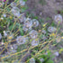 50 Wild Lettuce Seeds (Lactuca virosa) Heirloom - Non GMO - Open Pollinated