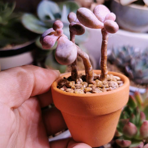 Yishang Mini Terracotta Pots with Drainage Holes - 1.5 Inches Tiny Clay Nursery Pots for Indoor/Outdoor Mini Plants (10
