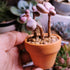 Yishang Mini Terracotta Pots with Drainage Holes - 1.5 Inches Tiny Clay Nursery Pots for Indoor/Outdoor Mini Plants (10
