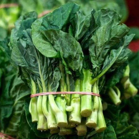 dearbridal Broccoli-1000 Alboglabra, Chinese Seeds, Kai Lan, Gai Lan, Brassica Open Pollinated