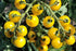 50+ Yellow Balcony Tomato Seeds Seeds for Planting Indoors and Outdoors