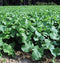 Dwarf Essex Rape Seed A Cross Between a Turnip and a Kale - Great Tasting(1000 -