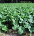 Dwarf Essex Rape Seed A Cross Between a Turnip and a Kale - Great Tasting(1000 -