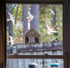 Anti-Collision Window Bird Stickers Decals, Protect Glass Door and Save Birds from Strikes (Transparent-36 Pcs)