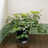Skelang 8.5 Inches, 44 Lbs, Pack 2 Plant Pot Saucer Plant Stand with Water Catcher, Flower Pot Drip Tray, Load Capacity