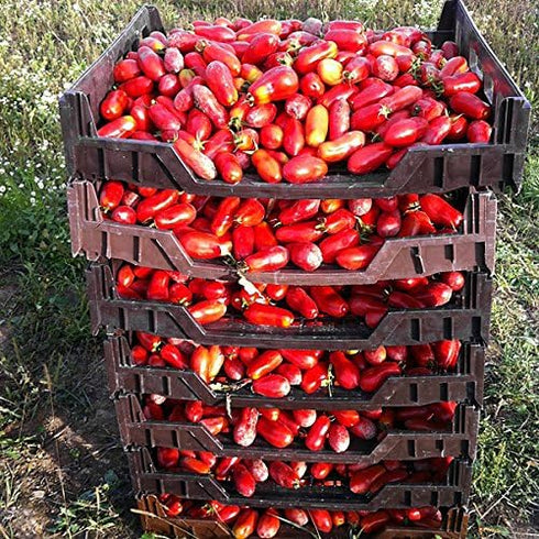 Harley Seeds 30 Italian San Marzano Paste Tomato Seeds, Heirloom Non-GMO, Indeterminate, Open-Pollinated, Productive