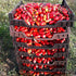 Harley Seeds 30 Italian San Marzano Paste Tomato Seeds, Heirloom Non-GMO, Indeterminate, Open-Pollinated, Productive