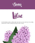 Shortie's Candle Company Pure Lilac Wax Melts Multi Pack - 2 Highly Scented 3 Oz. Bars (6 Oz. Total)