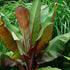 gray-gardens Ensete Maurelii - Red Abyssinian Banana
