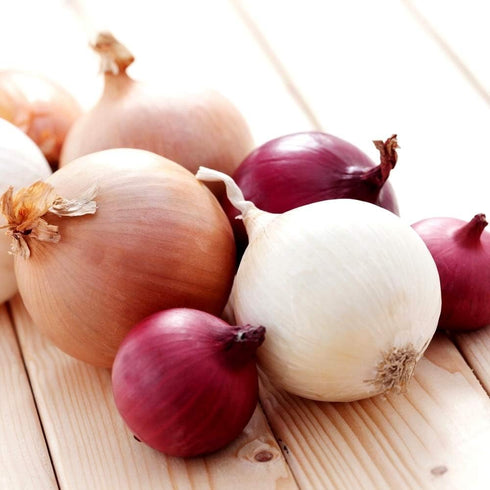 200 Multicolor Onion Seed Mx for Planting About Seeds