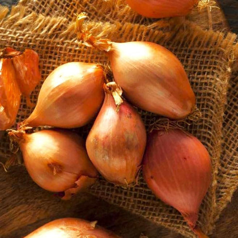 Sets (Bulbs) 20+ Count 2025 F1 Set Bulbs TomorrowSeeds - Nero Shallot - - For Planting Seeds Hybrid Round Traditional