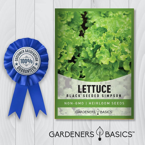 2 Summer, Gardeners Basics, Green Leaf Lettuce Seeds for Planting - (Black Seeded Simpson Variety) Heirloom, Non-GMO