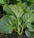 93% Gaea's Blessing Seeds - Malabar Spinach Seeds - Non-GMO Seeds with Easy to Follow Planting Instructions - Heirloom