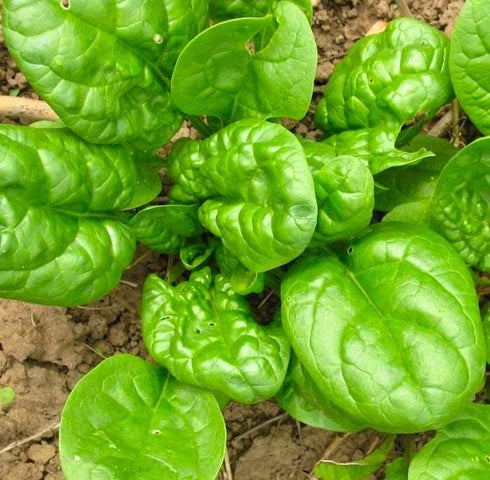 100 Seeds Giant Spinach Herb Garden Seeds for Planting About Seeds Non-GMO Annual Plant
