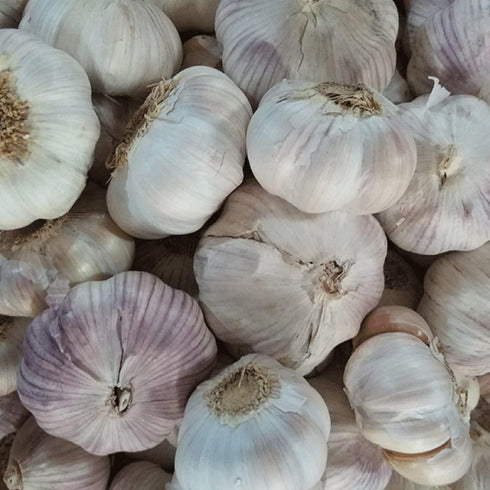 Bulbs Bulbs, 12 Bulbs, Garlic Whole, Early Purple Italian Garlic This Garlic is Ready for Eating or Planting, Cool