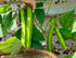 Generic 50+ ORGANIC Winged Bean Seeds- Ht u Rng - Dragon Bean, Four-angled, Goa, Manila, Princess, Cigarillas - Non