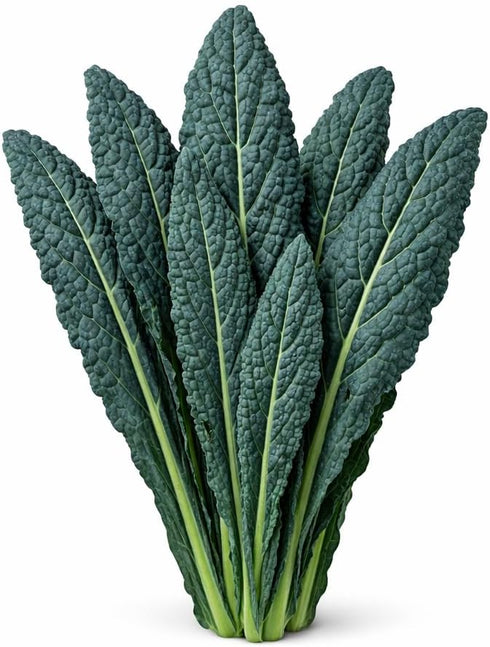 Sunutri Seeds Black Tuscan Lacinato Kale Seeds Dark Blue-Green Leaves with Upright Growth for