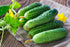 CEMEHA SEEDS F1 Cucumber Indoors Vine Self-pollinated Vegetable Organic Non-GMO