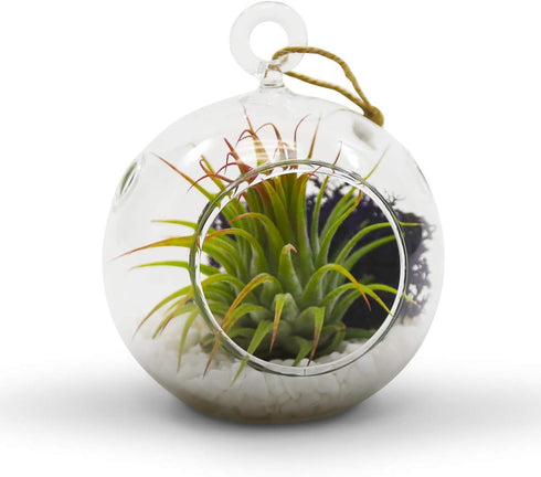 WGV Hanging Terrarium Globe, Clear Glass Vase Orb, 3" Width, 4" Height, DIY Air Succulent Planter, 6 Pieces Bulk