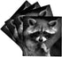 3dRose CST_173001_3 Baby Raccoon Black and White Digital Image Ceramic Tile Coasters - Set of 4