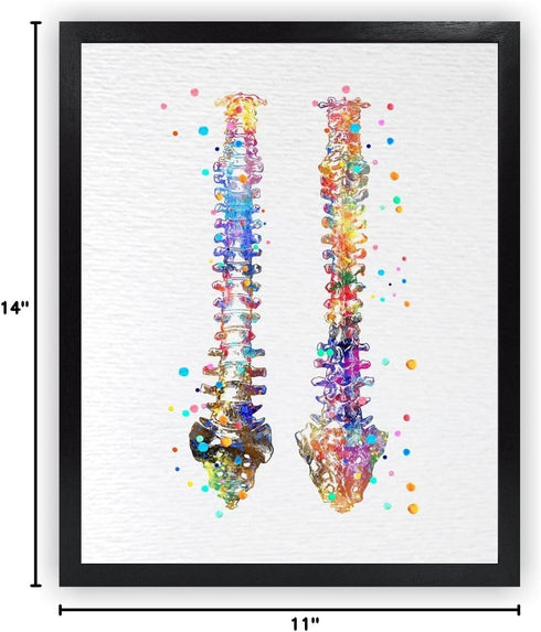 Dignovel Studios 11X14 DN529 Unframed Human Spine Bone Anatomy Medical Doctor Watercolor Art Print Poster Housewarming