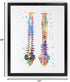 Dignovel Studios 11X14 DN529 Unframed Human Spine Bone Anatomy Medical Doctor Watercolor Art Print Poster Housewarming