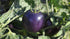 Fertile Ukraine Seeds Seeds Rare Tomato Indigo Rose American Blue Medium Vegetable for Planting Heirloom Non GMO