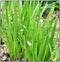 Instant Latch 250 Garlic Chives Seeds | Non-GMO | Fresh Garden Seeds