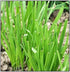 Instant Latch 250 Garlic Chives Seeds | Non-GMO | Fresh Garden Seeds