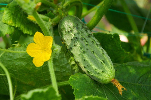 SEEDS4PLANTING F1 45 Seeds Rare Cucumber Titus Days Vine Pickling Vegetable Non GMO