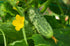 SEEDS4PLANTING F1 45 Seeds Rare Cucumber Titus Days Vine Pickling Vegetable Non GMO