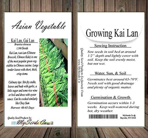 MySeeds.Co - BIG PACK Seeds Pack (1,500) Pack Big - Chinese Broccoli, Kailan GAI LAN Seeds - Used in Cantonese Cuisine